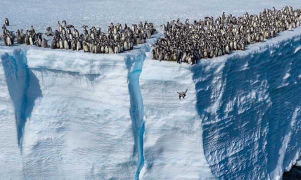 Record-Breaking Footage Captures Hundreds Of Baby Penguins Diving From ...