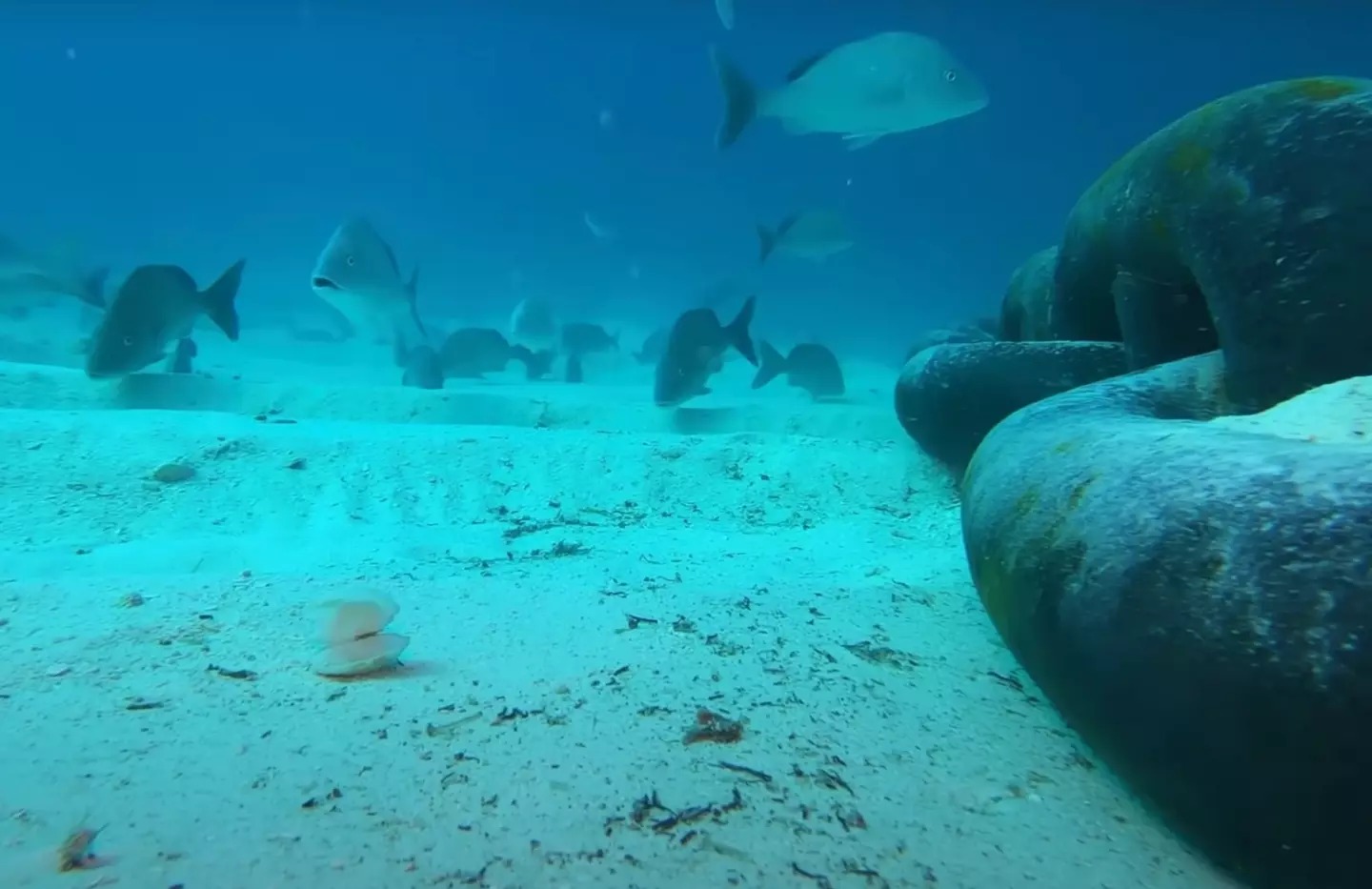 Viewers were initially delighted to see the school of fish seemingly complexed at the GoPro dropping in (Odysseas Froilan/YouTube)