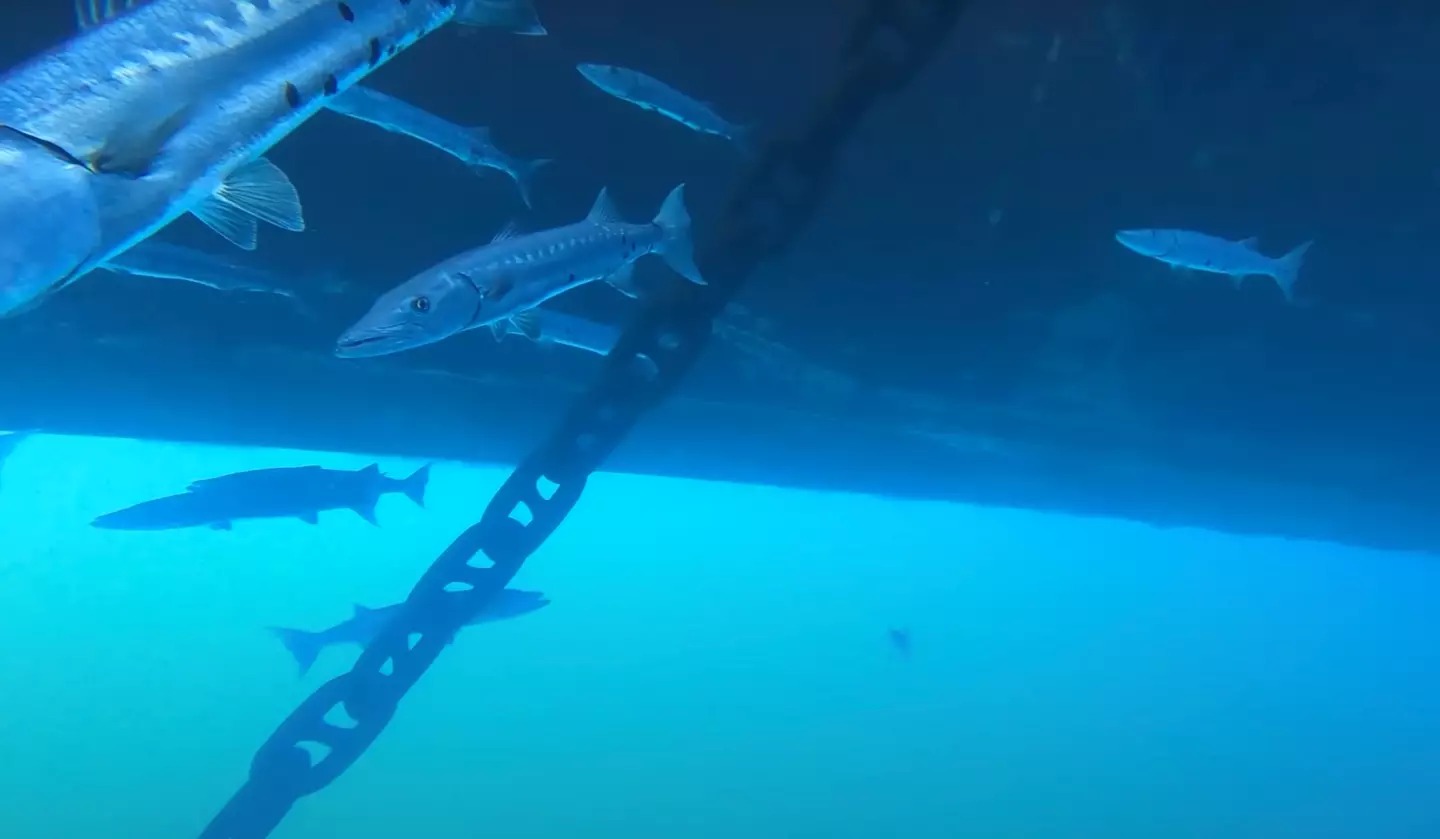 Sharks can be seen coming into view of the GoPro camera during the night-time footage (Odysseas Froilan/YouTube)