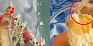 The black part on the shrimp head is shrimp brick or shrimp waste